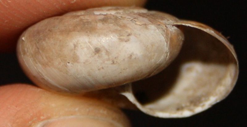 chilostoma da Trieste